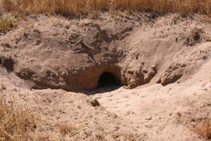 Son Moscard. Les llodrigueres que excaven els conills silvestres són abundants i espectaculars - Javier