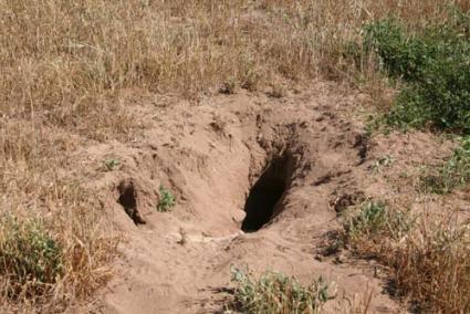 Son Moscard. Los conejos silvestres han invadido las tierras de Fornells - Javier