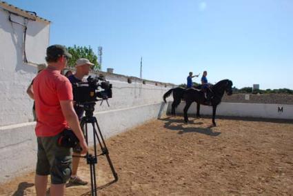 Cavall menorquí. Forma part d’una de les particularitats de Menorca que vol destacar l’equip que elabora aquests reportatges - i.p.d.r.