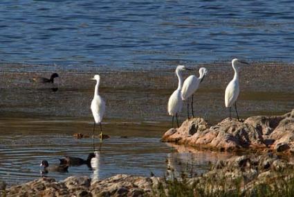 Parque natural. Oceana ya pidió en 2004 la protección de la zona - Gemma Andreu