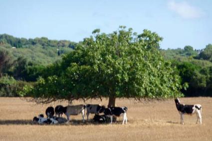 Vacas - Pier Antoni Franchi