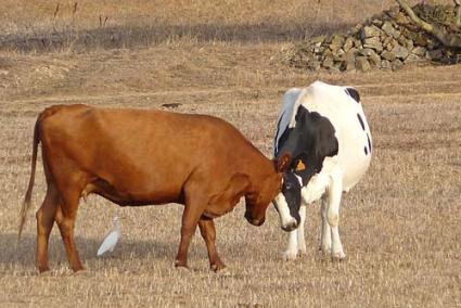 Campo. El otoño pasado la lluvia se retrasó en exceso y los payeses suplieron la falta de pastos con las reservas de forraje que la sequía de este año también está agotando - Pierantonio Franchi