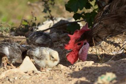 Paisaje. Las gallinas conforman una particular estampa en la zona - Paco Sturla