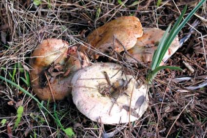 Esclata-sangs. El bolet comestible més popular a l’Illa, però una petita representació de la gran riquesa - Arxiu