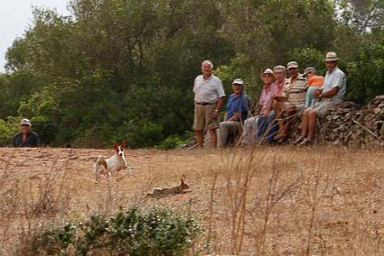 Matí. Una dotzena de gossos conillers i un bon grapat de jubilats van caçar una quarantena de conills a la finca mercadalenca - Gemma Andreu