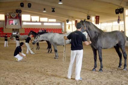 Son Martorellet. Los animales desfilaron ante cientos de aficionados en las instalaciones de la carretera de Cala Galdana - Cris