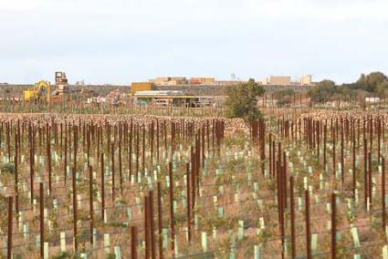 Obras. El predio se está transformando para acoger un establecimiento turístico en rústico y una plantación para la producción vinícola - Javier