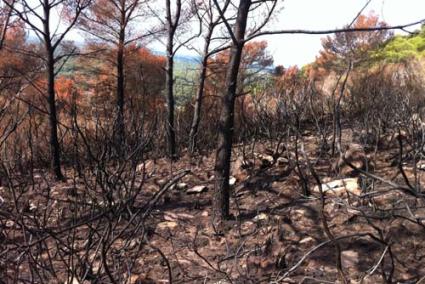 El Ibanat iniciará en breve las labores de restauración forestal de las 31,4 hectáreas quemadas este verano - P.CAIB