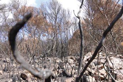 Recuperación. Los técnicos, junto con el propio ritmo de la naturaleza, deben recuperar este paisaje negro - Gemma Andreu