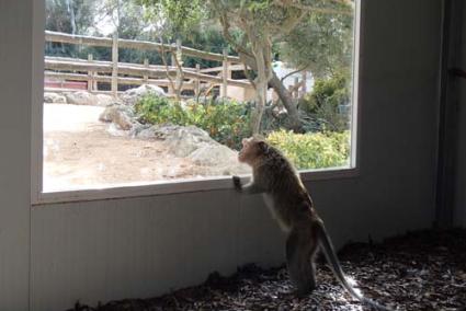 Rescatadas. El grupo de macacos cangrejeros fue rescatado por la Fundación holandesa AAP - lloc de menorca