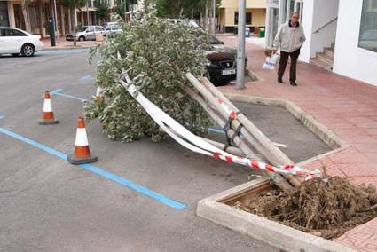 Arbol. Éste de la Avenida Menorca de Maó protagonizó una de las pocas incidencias leves que hubo - Javier