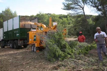 Labores. Andalusí Corporation puso en marcha el día 8 de octubre un proyecto pionero en Balears - Archivo