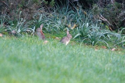 Conejos. El "Menorca" ya se hizo eco el año pasado de los daños causados por estos animales en los cultivos de la costa norte - Archivo