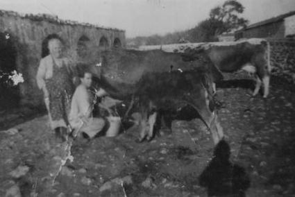 Mi abuela materna, Juana Pons Massanet, observando como "es missatge" ordeña la vaca - Archivo Margarita Caules