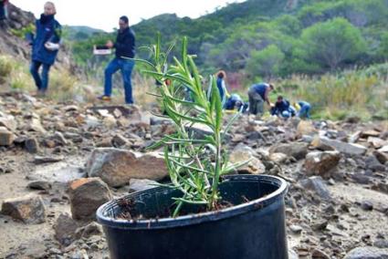 Zonas. Regeneración del área quemada por los incendios el verano pasado y recuperación de especies en la zona húmeda de Ets Alocs - Archivo