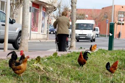 Gallinas. La imagen, tomada ayer mismo, muestra la población de aves en el Canal Salat, una colonia que ha multiplicado por tres su número de ejemplares en pocos meses - Cris