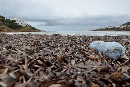 Cala Tirant. La playa, ayer, solitaria será una de las primeras en las que se retirará la posidonia - Paco Sturla