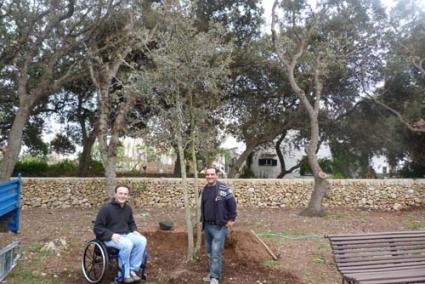 Regalo. La asociación regaló al Ayuntamiento de Sant Lluís una encina por respeto al medio ambiente - AECam