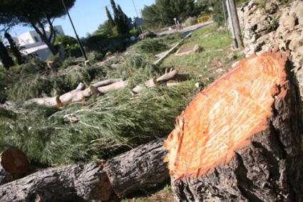 Gigantes. Los troncos cortados levantaron la voz de alarma de algunos vecinos del núcleo - Javier