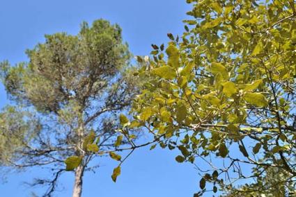 Encinas. Las hojas de los árboles junto al Camí d’en Kane afectadas años atrás lucen un intenso verdor - Paco Sturla