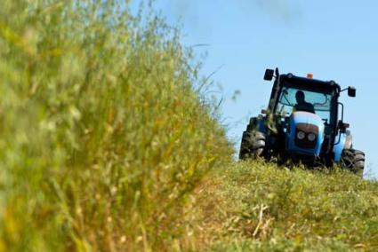 Siega. El ‘amo’ de S’Estància de Can Siano cosecha un campo de avena y ray-grass - Paco Sturla