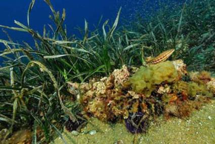 Hábitat submarino mediterráneo. Según el equipo científico de Oceana, la exploración mediante robot puede deparar sorpresas, como especies nunca vistas o inéditas - oceana/juan cuetos