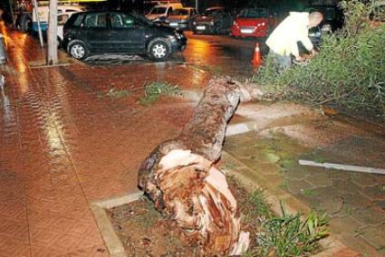 Mal tiempo. La tormenta dejó a su paso algún que otro incidente. En Maó, un árbol fue arrancado de raíz en la calle Pedro María Cardona. Además, las navieras adelantaron la hora de salida de los buques en dirección Alcúdia para evitar la mala mar - Javier Coll