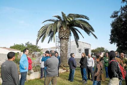 Los jardineros durante el taller, en el que se actuó en una palmera infectada en Llucmaçanes - Javier Coll