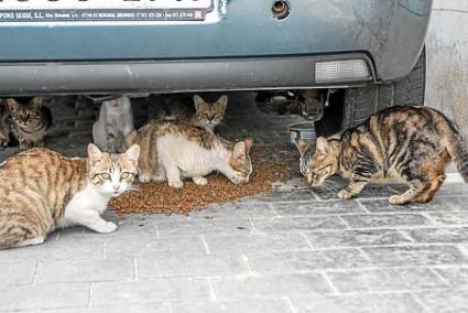 La Protectora de Ciutadella sospecha que el veneno va dirigido a gatos callejeros - Josep Bagur Gomila