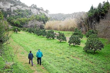 Barranc d’Algendar. Se han recuperado unas 120 variedades y se dispone de unos 2.500 árboles preparados para su venta - Josep Bagur Gomila