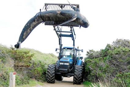 En la imagen se aprecia lo aparatoso de una operación que requirió emplear una pala elevadora y una protección especial del camión para que la grasa que desprende el animal no cayera en la calzada y afectara al tráfico. - Gemma Andreu