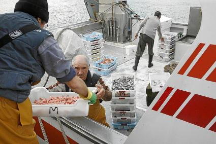 Siete embarcaciones de arrastre se dedican a la pesca de la gamba roja en Menorca