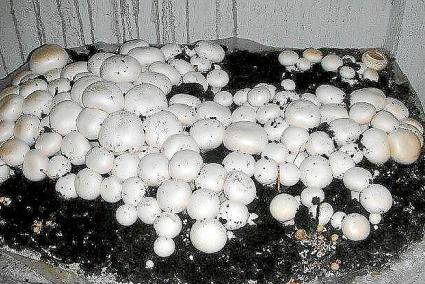 Los champiñones, las gírgoles o los shiitakes son especies fáciles de cultivar.