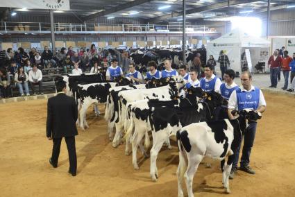 Menorca alaior feria de ganado 2014