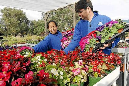 Menorca Mao floristeria Es Bosc primavera flores