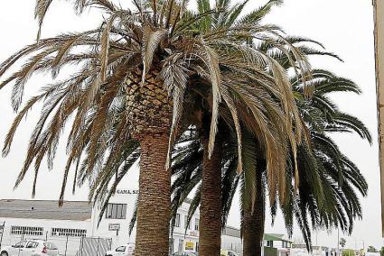 Los centros de jardinería de la Isla llevan meses realizando tratamientos preventivos