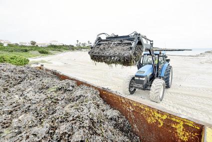 Cala en Bosc. La playa de Ciutadella ha sido una de las últimas en las que se ha intervenido antes de Semana Santa