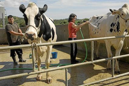 menorca mercadalfira de vacas vaques campos mallorcabini segui ve