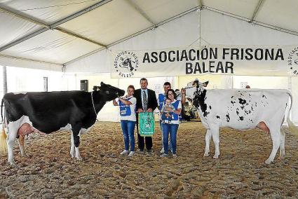 El primer premio del Concurso Morfológico de Ganado Vacuno Frisón de la Fira de Maig de Campos fue a parar el animal ‘Algendar Goldwyn Jara’ de la finca de Algendar d’en Gomila de Menorca