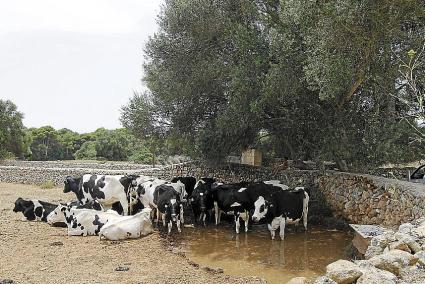 Menorca Ciutadella predio vacas a la sombra calor verano sorprende to