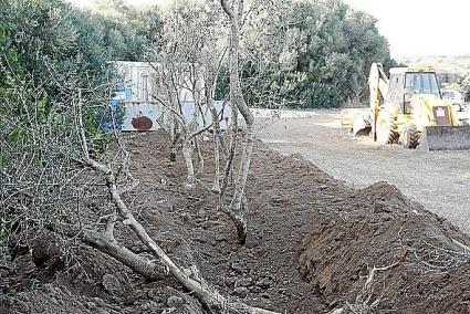 Replantado. La empresa constructora extrae los árboles que pueden trasplantarse y los traslada hasta las zonas donde son sembrados.