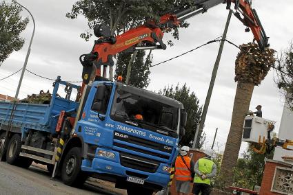 MAHON. PLAGAS. LUCHA CONTRA EL ESCARABAJO PICUDO ROJO EN LAS PALMERAS DE MENORCA .