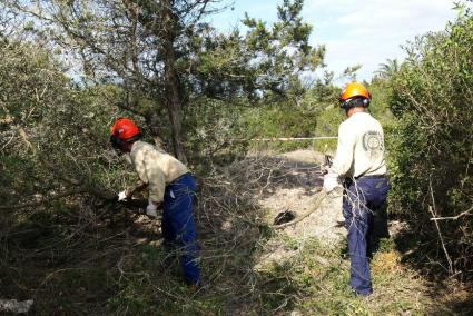 Dos de los trabajadores, en plena faena, en la urbanización des Grau.