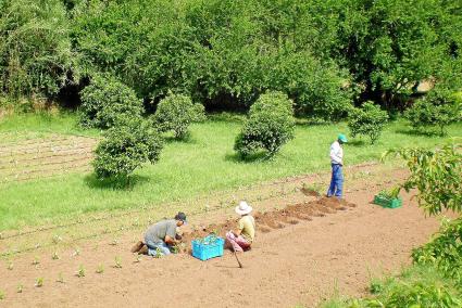 Plantant arbres joves per engreixar. Al cap de dos anys seran transplantats per comercialitzar-los. S’ha recuperat una font i la canalització d’època andalusina amb un reg natural durant tot l’any.