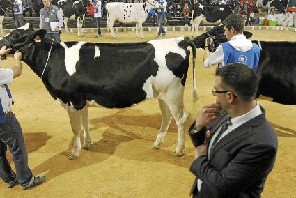 Dos manejadores muestran sus animales en el ring, bajo la atenta mirada del juez del concurso.