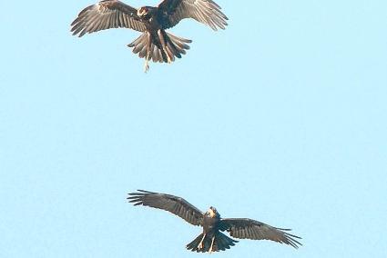 Els ornitòlegs han observat per primera vegada que el rapinyaire nidifica a Menorca.