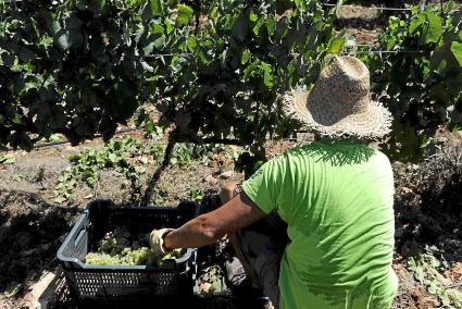 En la finca de Binifadet empezaron a vendimiar el jueves y dedicarán dos semanas a las variedades blancas y dos más a las negras