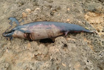 El animal apareció en las rocas con un color negruzco