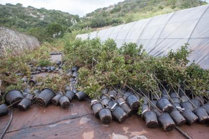 menorca ciutadellatemporal desperfectes barranc d'algendarcaritas