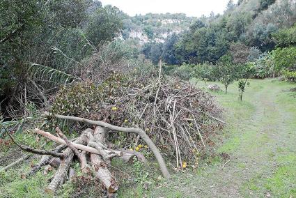 Un limonero yace en pleno Barranc d’Algendar este domingo, casi tres semanas después del temporal